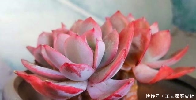 多肉叶片发黑、变透明、掉落,是在向我们释放“求救信号”!