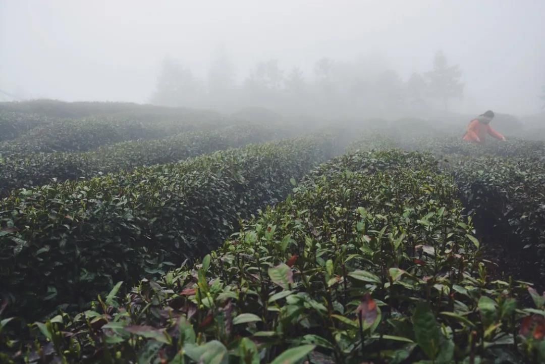 烟雨蒙蒙|初夏，最美不过天台白鹤的烟雨