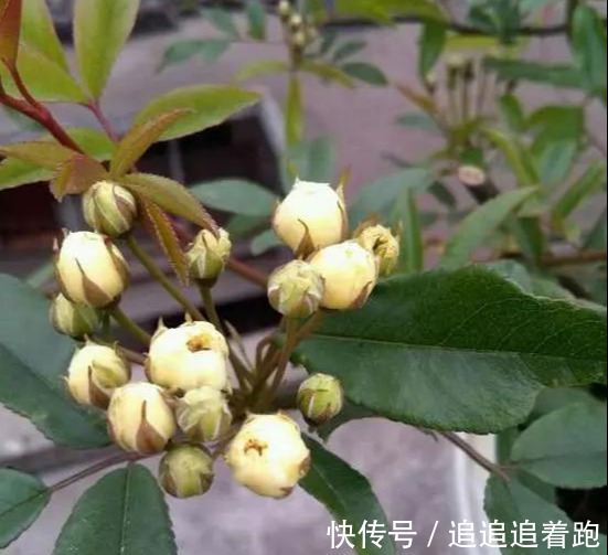 还在养吊兰3种花剪根枝，插土里就能活，半年成花墙，太惊艳了