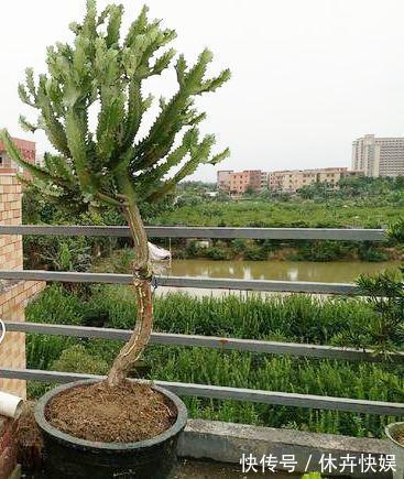 龙骨剪个叉,沾土就生根,长到“比人高”,放在门口最镇宅