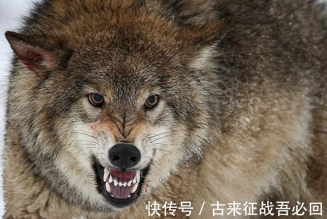 副司长|女排功勋转业成副司长,任职8个月辞职,远赴美国成医疗公司员工