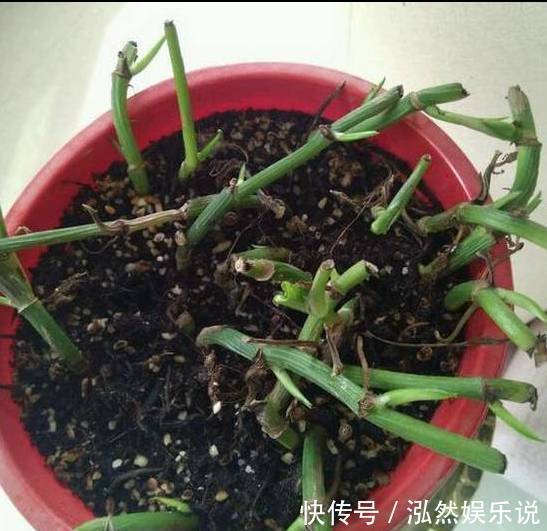 爆盆|绿萝文竹吊兰栀子花发黄枯死,气的剪成光头,一个月后居然爆盆了