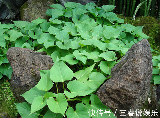 牛皮菜|農村過年過節常見的幾種野菜，你吃過幾種，吃過三種以上的算你牛
