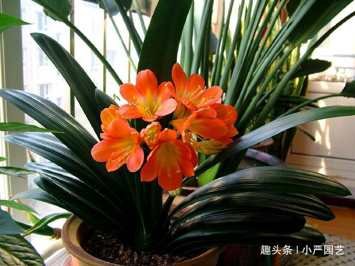 养君子兰,保障三个“前提”,花期一到就花开爆盆