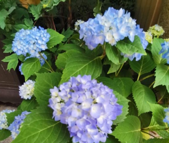 好习惯|5个养花好习惯,学会了,啥花都能养爆盆!