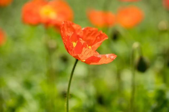 君子!五十岁之后,做到三个“不争”,后半生会越来越顺!