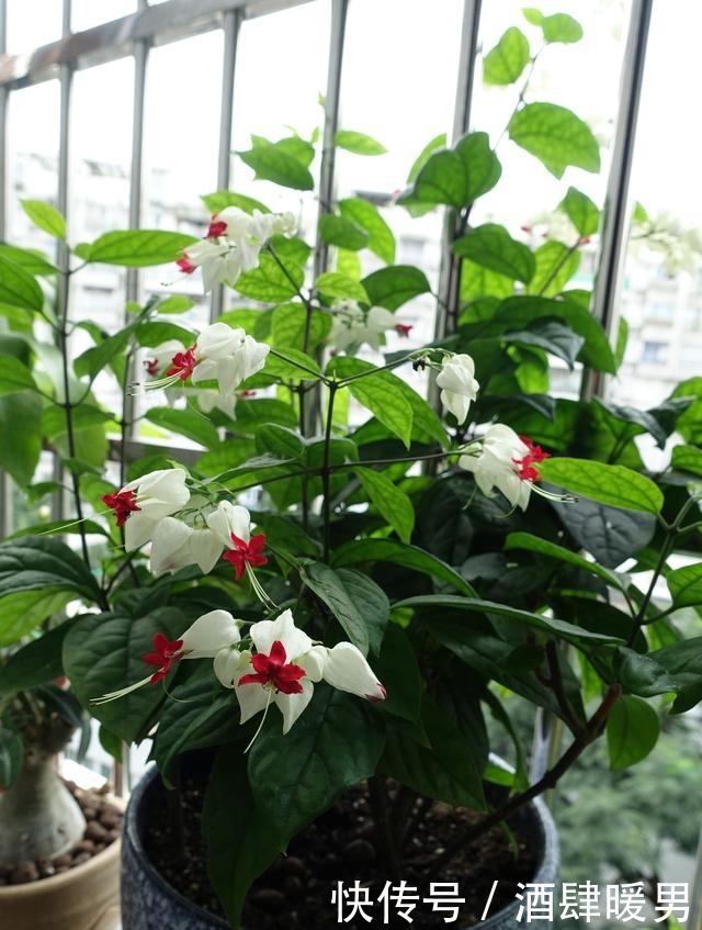 忘了绿萝吊兰吧,这种盆栽绿植,全年开花,观赏价值高,还很好养!