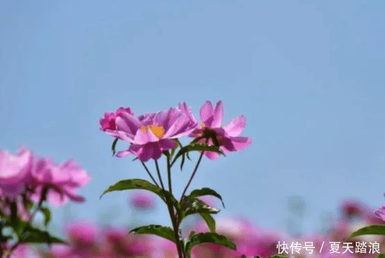 星座|7月，4个星座，桃花来袭，邂逅真爱，白头偕老，幸福无限