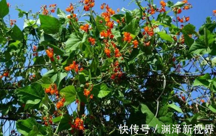 红花菜豆|此物被称为“豆中之王”，常吃可健脾壮肾抗风湿，还可补血补钙哟