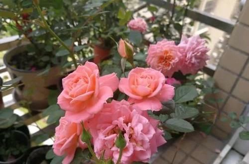 值得|此款月季花,不输果汁阳台,四季有花赏,比绿萝养好,值得拥有