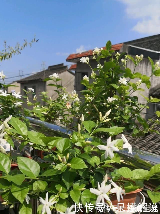 茉莉修剪后，新枝细弱是这3点没做好，改一改，茉莉复花又爆盆