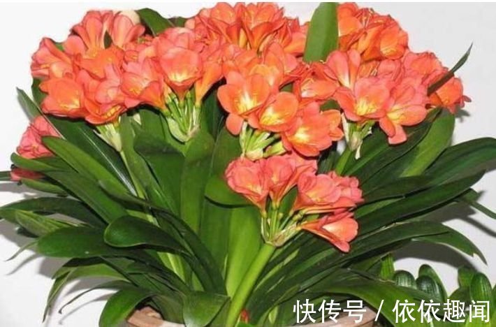 春天养花，不妨养这四款花，耐热耐晒更耐旱，浇水就疯长