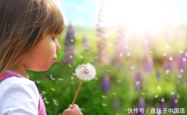 一味蒲公英，治病大功效！