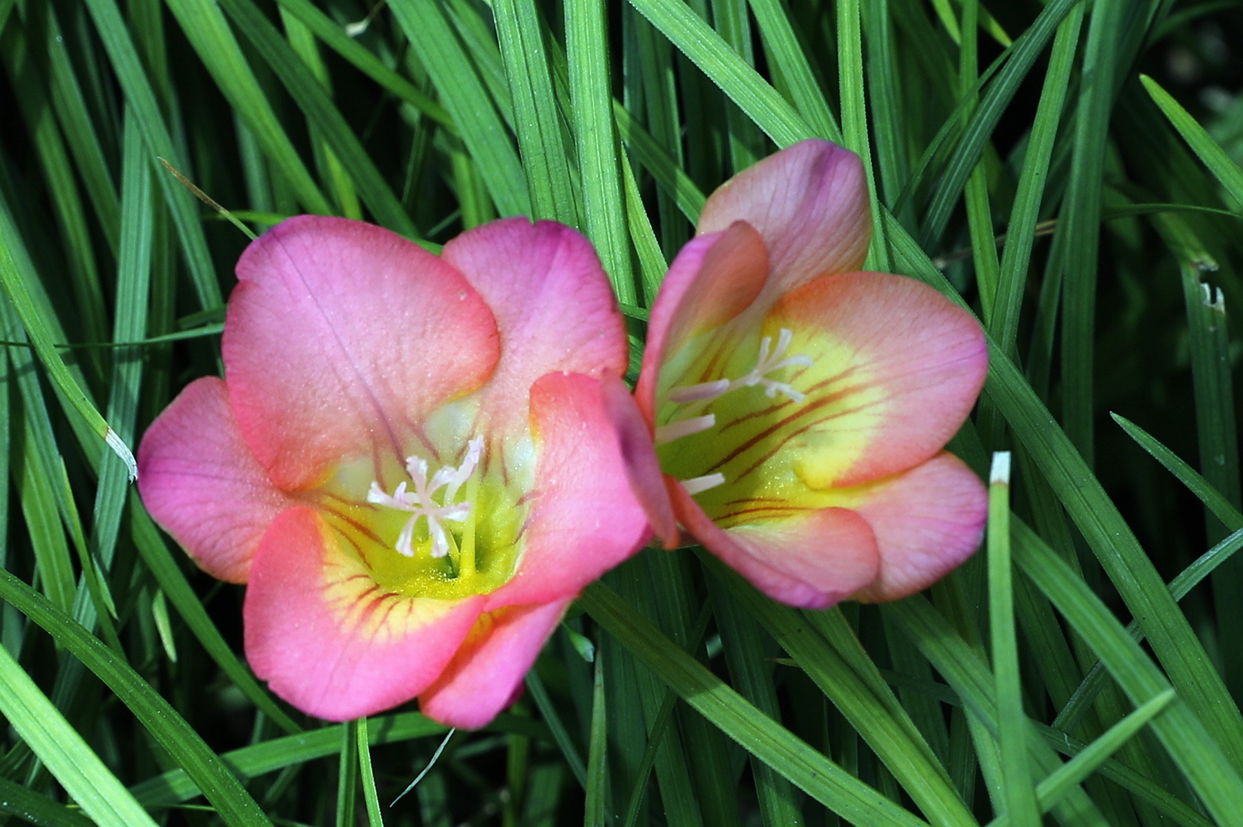 此花代表幸福和清新，给人一种淡雅的感觉，欣赏后仿佛心灵被净化