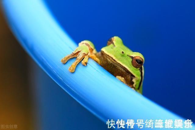 学业|孩子在学习上有懒惰性,缺乏危机感,可利用青蛙效应来破解