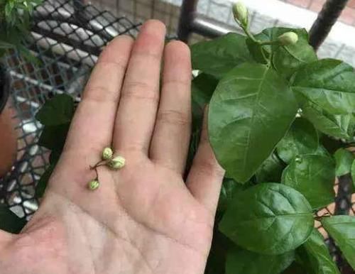 茉莉月季花苞没开就掉光现在按这法子救,花苞重新挂满枝