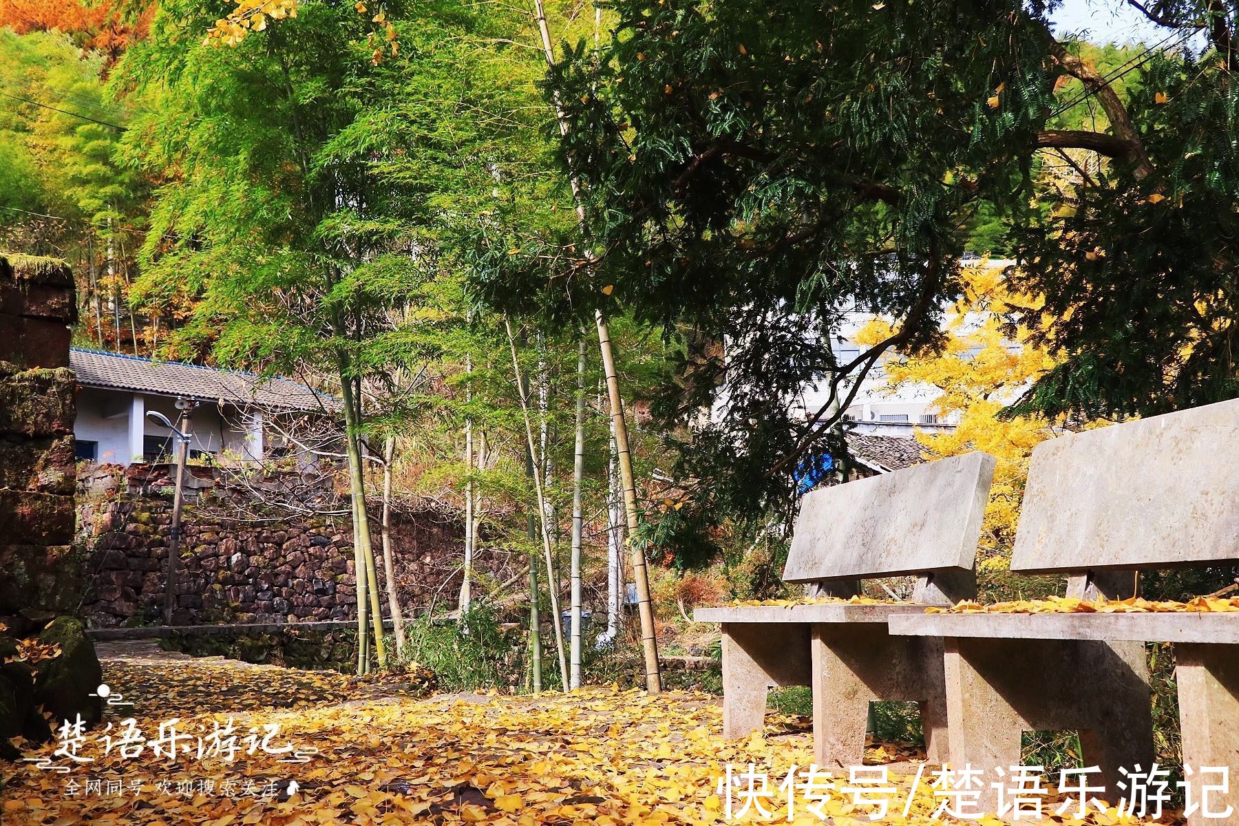 千年古村落|太震撼！四明山深处被人遗忘的千年古村落，满村银杏金黄美如童话