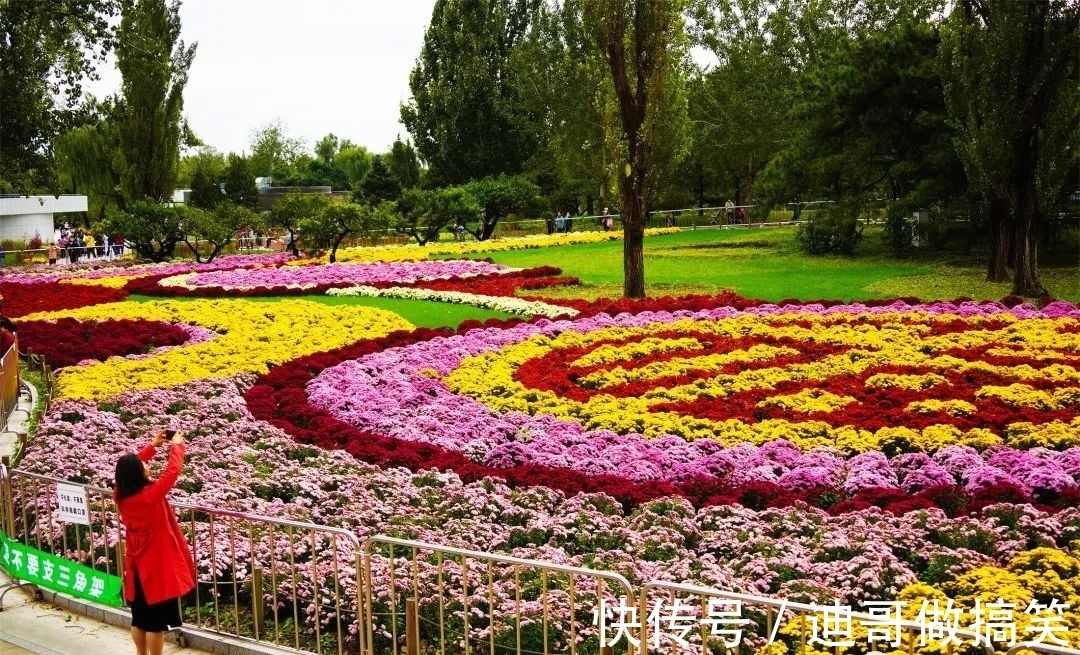 多头菊|秋菊有佳色 植物园花海邀您赏