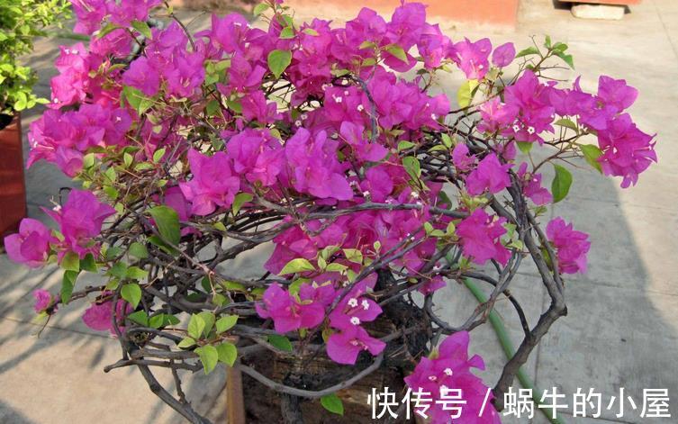 花友们|如何给三角梅控水，让它成为当之无愧的“开花机器”？