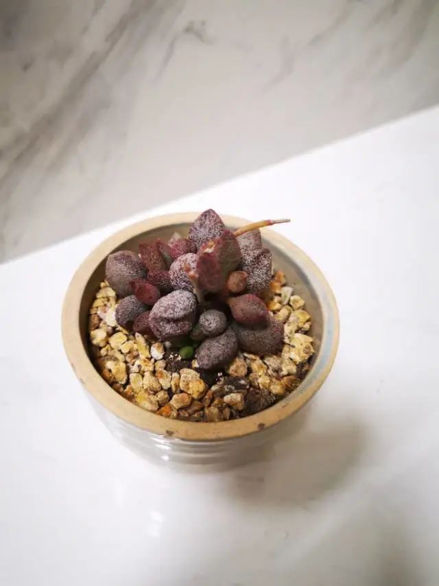 养成一个爱好的重要性和一个养肉人的日常!