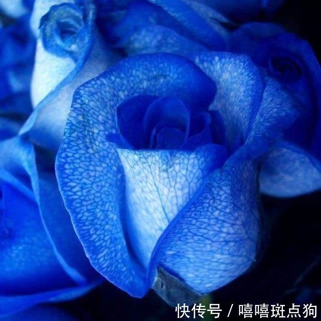 温顺|“笑里藏刀”的四大星座,表面温顺,其实骨子里不好惹