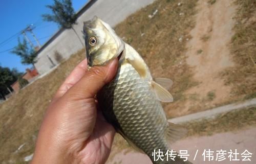 春末夏初|被大鲫鱼独宠的饵，老钓手都在用，大鲫鱼再贵我都不吃