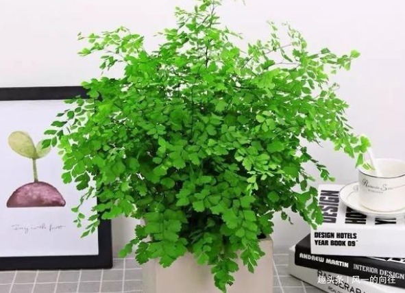 绿萝|家里养这3种植物,净化空气,效果堪比“净化器”,你家养了吗