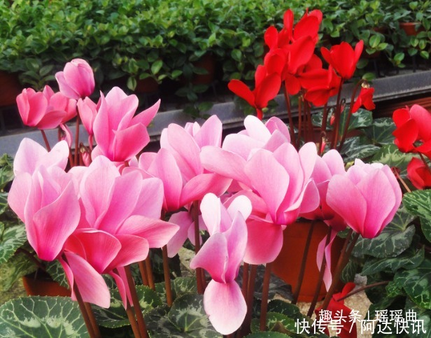 此花是奥运会吉祥物,娇艳夺目,烂漫多姿,被日本人称为爱之圣花