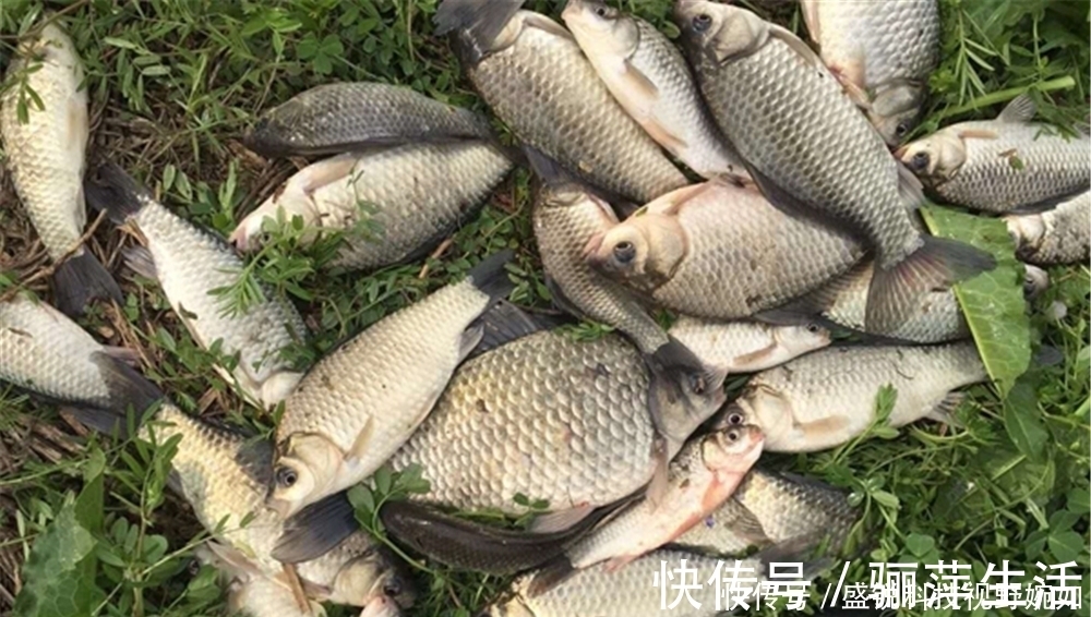 饵料|夏季钓鲫鱼，这些清淡饵料有奇效，避开闹窝小鱼，直取大鲫鱼！