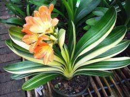 板结|山上的“这东西”，捡回来养护君子兰，轻松解决土壤板结问题！