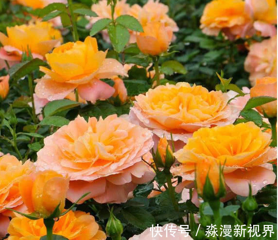 月季|4种月季花比玫瑰漂亮100倍,全年开花不断,花大多又艳,值得拥有