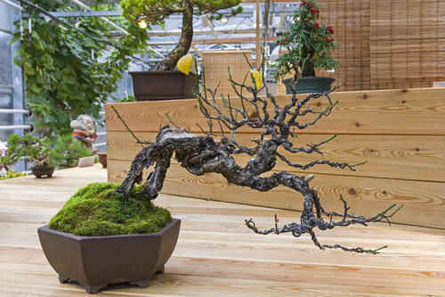 根盘|挑选盆景，需要掌握6个挑选条件，才能挑到精品，再也不用交学费