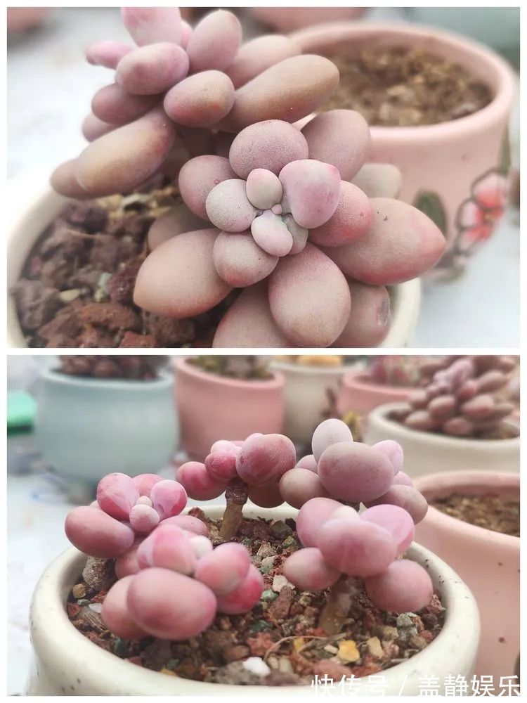 多肉是戒不掉的瘾！多肉小白入坑一年小记！