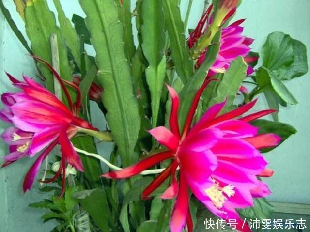 大荷花|一盆“仙人掌”,开满“大荷花”,又威武,又壮观,又好看