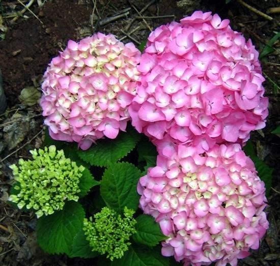 砰砰|在冬天,北阳台也能养花,这6种花耐阴又抗冻,还能砰砰开花