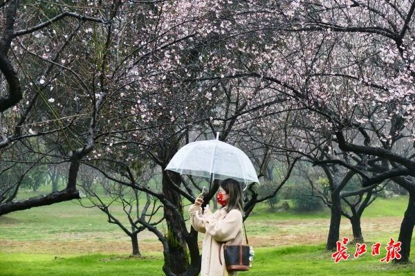 梅花|东湖梅园花开四成，本周或可踏雪寻梅