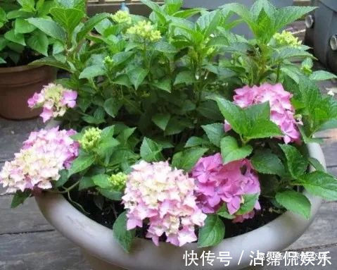 绣球花盆栽买回家叶子长白斑,几天没打理,整棵植株都变白