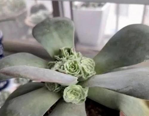 多肉徒长了怎么办？给它剪一刀，肉肉就会爆出一圈芽