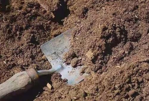 土壤|盆栽土干裂甭急着换,1周喂1次它,1个月就变松,养啥爆啥