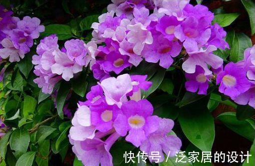 颜值担当|从8月31日开始，家养此款花卉，花色柔美，开花色泽鲜艳