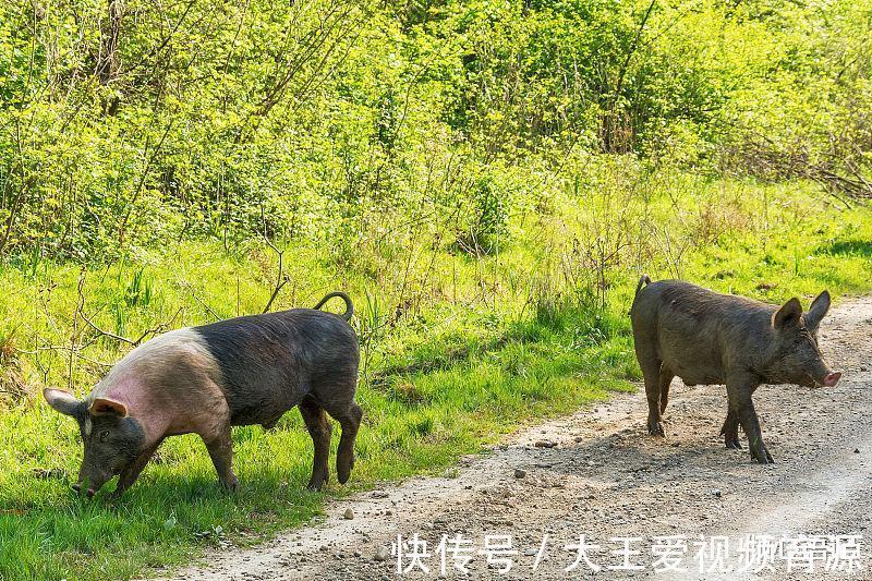 钱途|生肖猪9月下旬起钱途一片光明，就此财源滚滚而来，存款暴增