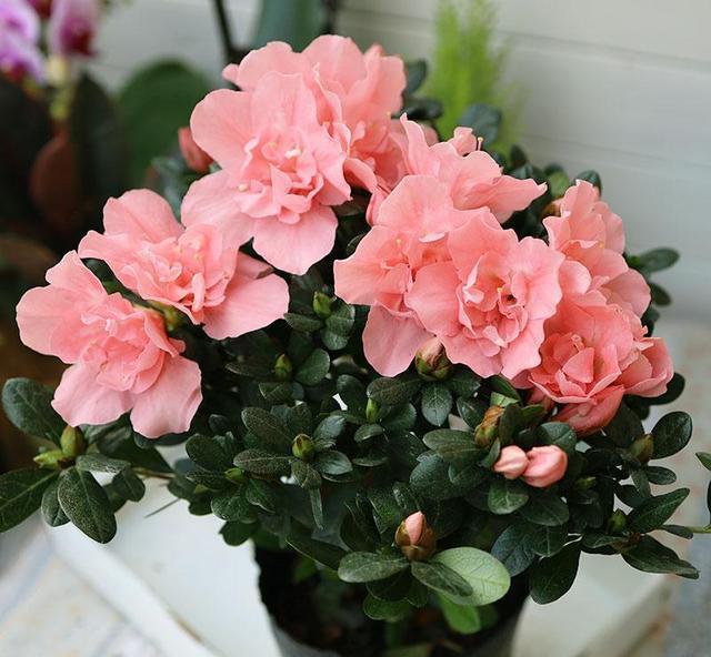 杜鹃花怎么养?抓住三个关键点,开花不困难