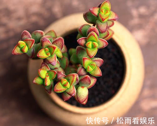 钱串|多肉钱串怎么扦插教你3个小妙招，扦插的钱串生根快速长势更旺