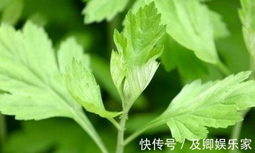 止血|每天吃幼嫩艾草叶,半个月后身体发生神奇变化,值得所有人借鉴