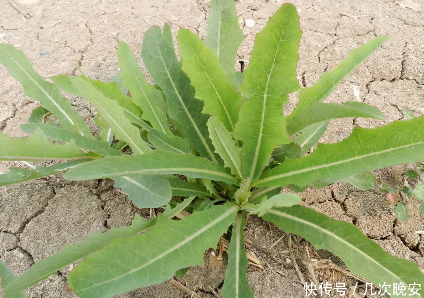  抗菌|对身体很有好处的食物，坚持常吃，消炎抗菌、清肝明目、清热排毒