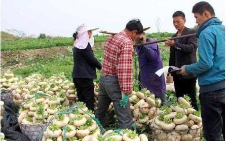 亩产|这种蔬菜亩产7000斤，曾经被人错认为是萝卜，如今成我国出口名菜