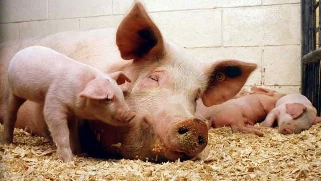 以挤出|母猪产前有何征兆？老兽医教你判断母猪预产期，下猪也能睡好觉