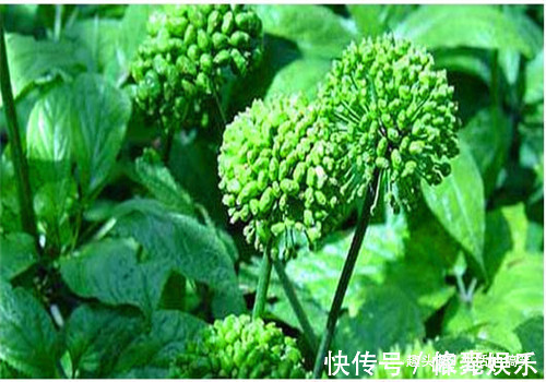 李子李子|冬天女性可以坚持吃4种食物,排毒护肤,清热排毒,滋养女性子宫