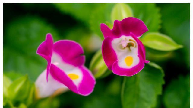 鸡冠花|最适合七八月种的五种花,入土几天就爆盆