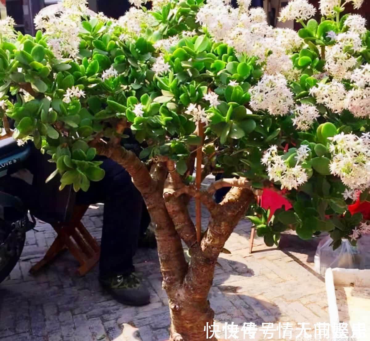吉祥|12种花,建议养一盆,不仅吸收废气,还有“旺财添福”的美好寓意